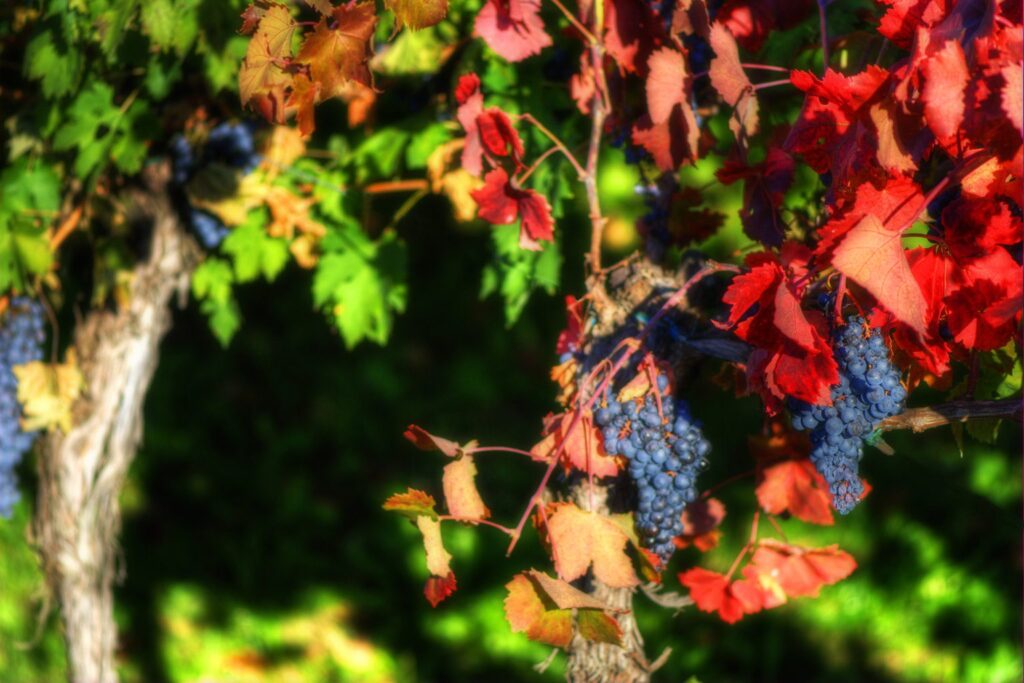 Rote Trauben an der Rebe zwischen herbstlich rot und grün gefärbten Weinblättern