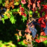 Rote Trauben an der Rebe zwischen herbstlich rot und grün gefärbten Weinblättern