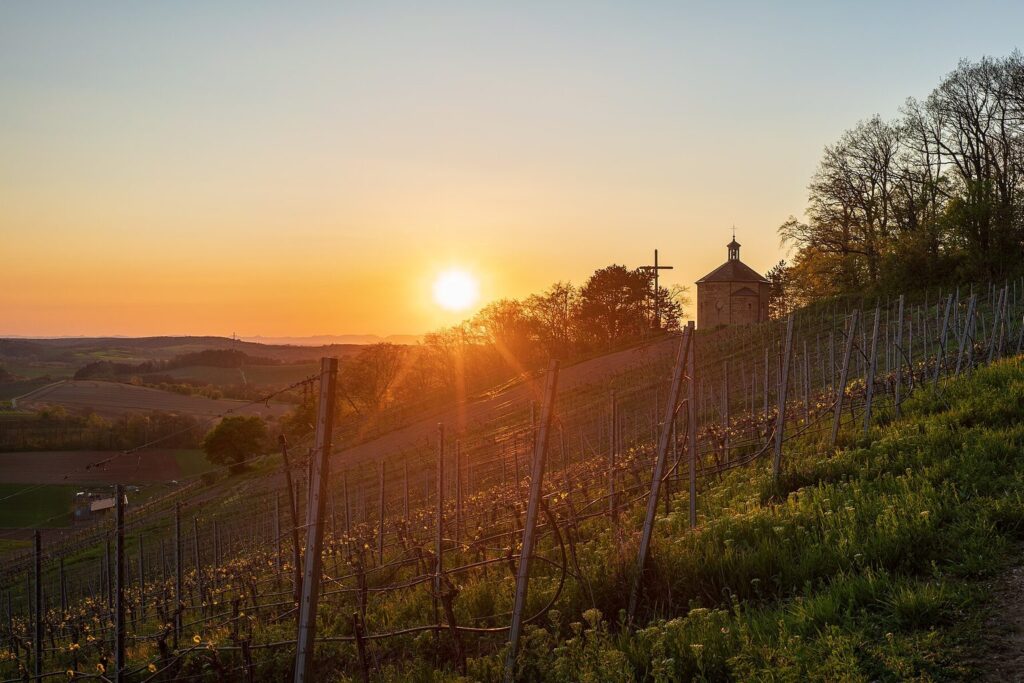 Weinberg mit Kapelle im Licht der untergehenden Sonne