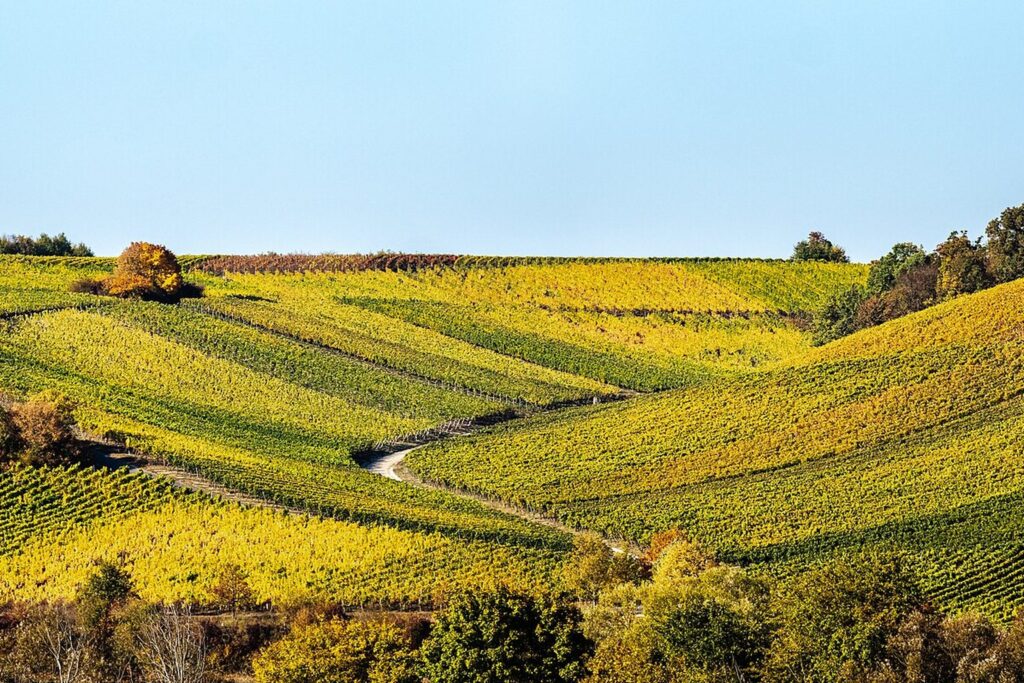 Herbstliche Weinberge auf sanften Hügeln