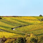 Herbstliche Weinberge auf sanften Hügeln