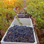 Weinlese im Weinberg, im Vordergrund eine weiße Kiste voller blauer Trauben