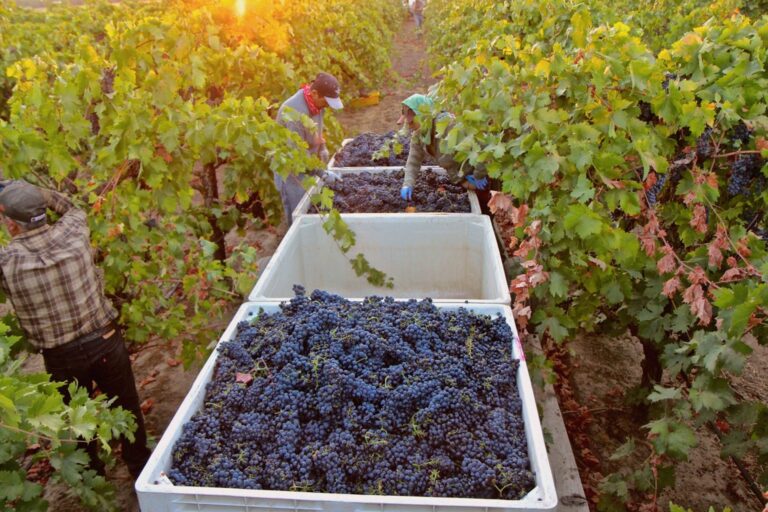 Weinlese im Weinberg, im Vordergrund eine weiße Kiste voller blauer Trauben