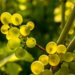 Nahaufnahme heller, gelbgrüner Weintrauben an der Rebe im Sonnenlicht